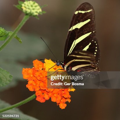 Zebra Longwing Zebra Longwing