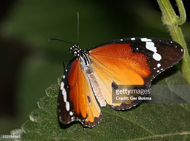 african monarch butterfly - mariposa monarca africana fotografías e imágenes de stock
