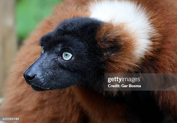 Red Ruffed Lemar Red Ruffed Lemurs Photos and Premium High Res Pictures - Getty Images