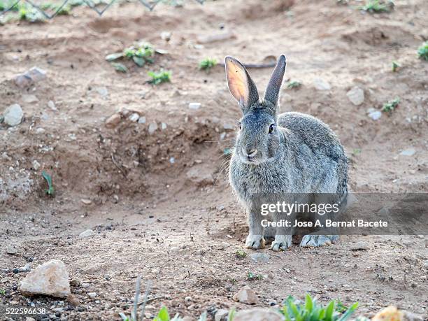 57 Lazy Rabbit Stock Photos, High-Res Pictures, and Images - Getty Images