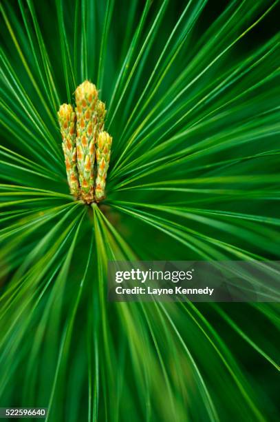 white pine budding - eastern white pine stock pictures, royalty-free photos & images