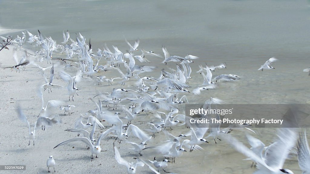 A Flock of Birds