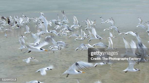 flock of seagulls at siesta key beach - siesta key stock pictures, royalty-free photos & images