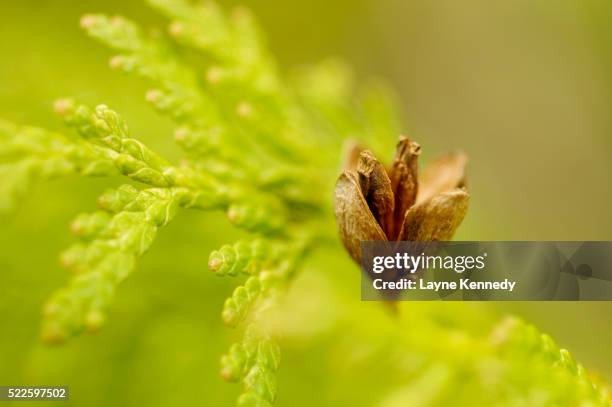 white cedar branch and cone - boundary waters canoe area stock pictures, royalty-free photos & images