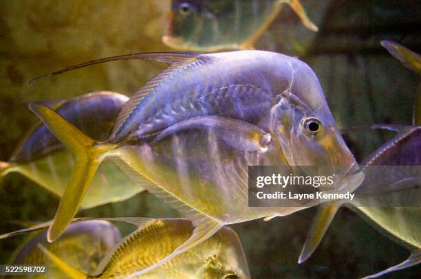 Little Lookdown Fish Lookdown Fish Photos and Premium High Res Pictures - Getty Images
