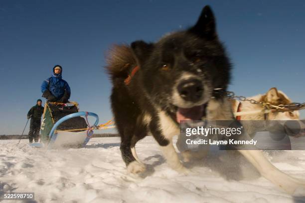 men dog sledding across frozen lake - archive 2006 stock pictures, royalty-free photos & images