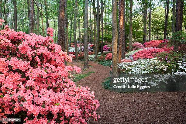 Azalea Path 286 Azalea Path Stock Photos, High-Res Pictures, and Images - Getty Images