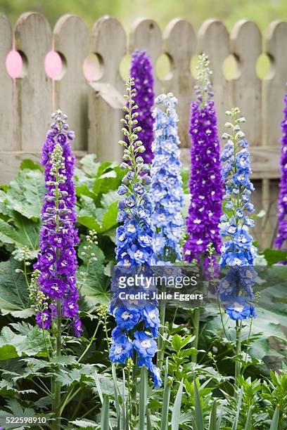 blue and purple delphinium in bloom - delphinium stock pictures, royalty-free photos & images