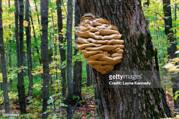 northern tooth mushroom on sugar maple tree - parasitic stock pictures, royalty-free photos & images