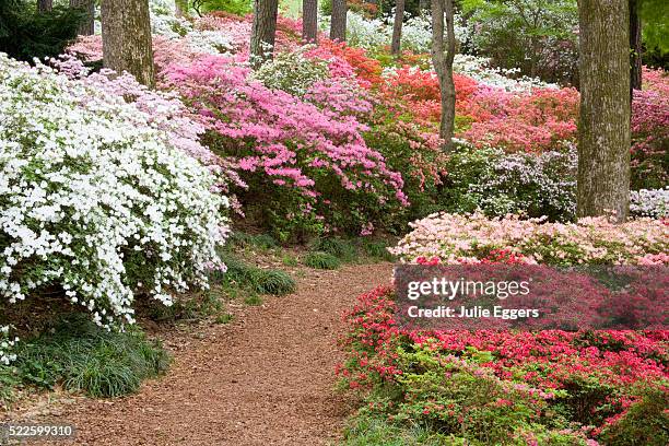 Azalea Path 286 Azalea Path Stock Photos, High-Res Pictures, and Images - Getty Images