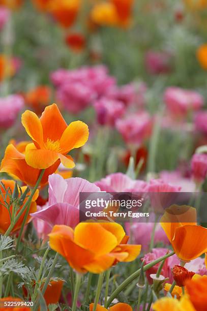 field of mission bells - california golden poppy stock pictures, royalty-free photos & images