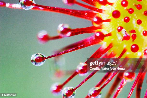 closeup of roundleaved sundew - carnivorous plant stock pictures, royalty-free photos & images