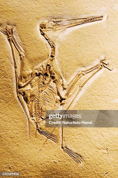 cast of a short-tailed pterosaur - ancient civilisation stock pictures, royalty-free photos & images