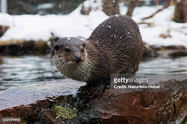 river otter (lutra lutra) in snowfall - european otter stock pictures, royalty-free photos & images
