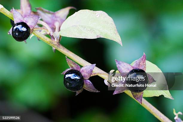 deadly nightshade berries - wolfskers stockfoto's en -beelden