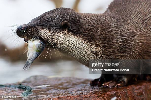 river otter (lutra lutra) eating fish - nationalpark bayerischer wald stock-fotos und bilder