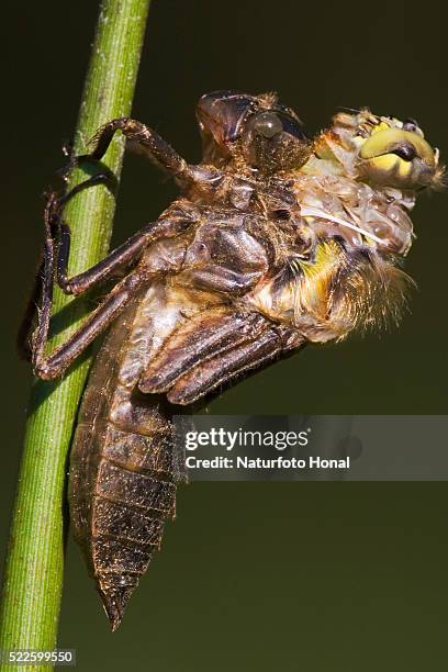 larva of four-spotted chaser changing - larva stock pictures, royalty-free photos & images