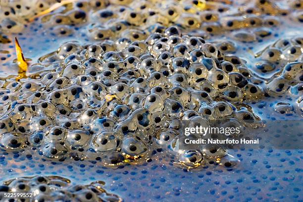 spawn of a moor frog - ova de sapo imagens e fotografias de stock