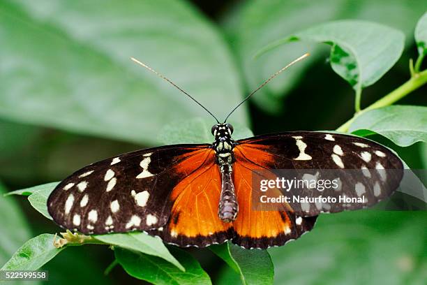 hecales longwing (heliconius hecale) - heliconiinae stockfoto's en -beelden