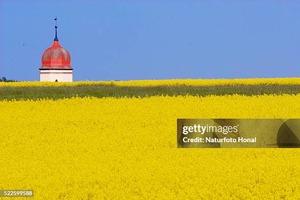 blooming field of rape plants in bavaria - colza foto e immagini stock