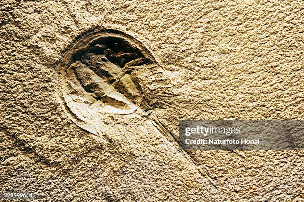 horseshoe crab fossil from solnhofen limestone formation - granchio reale foto e immagini stock