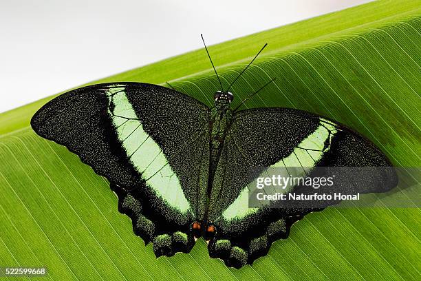 green banded peacock butterfly - papilio palinurus stock pictures, royalty-free photos & images
