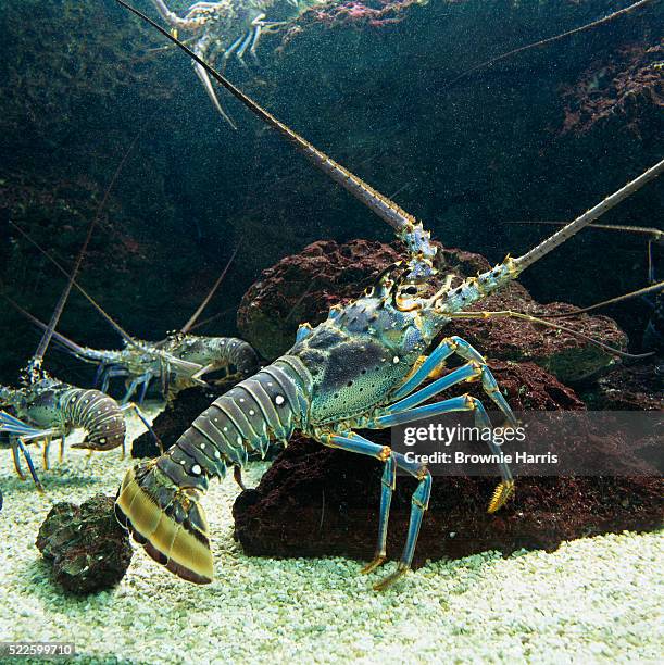 Lobster In The Ocean Photos and Premium High Res Pictures Biology Diagrams