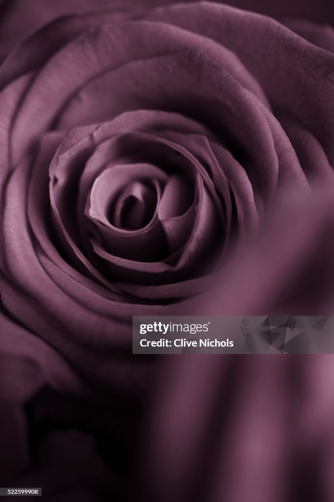 Deep Prple Roses Deep Purple Rose High-Res Stock Photo - Getty Images