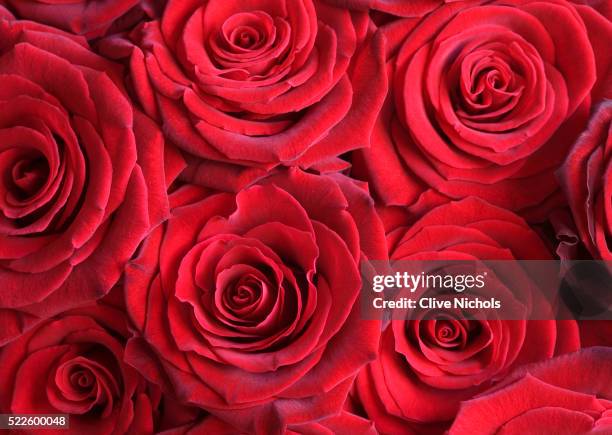 bouquet of red roses - rose stock-fotos und bilder