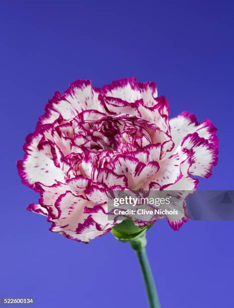 purple and white carnation - carnation flower stock pictures, royalty-free photos & images