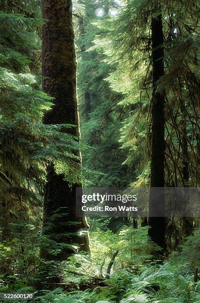 carmanah forest - carmanah walbran provincial park fotografías e imágenes de stock