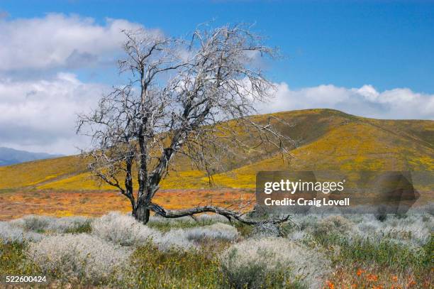 wildflowers in antelope valley - rabbit brush stock-fotos und bilder