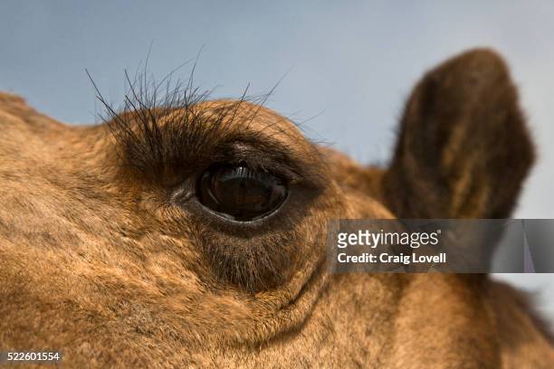 camel eye - dromedary camel bildbanksfoton och bilder
