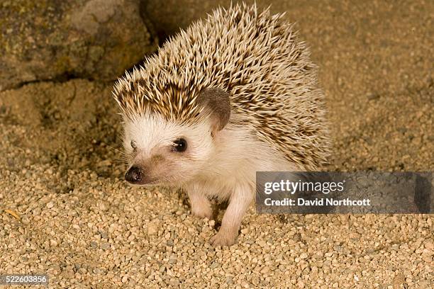 pygmy hedgehog - african pygmy hedgehog ストックフォトと画像