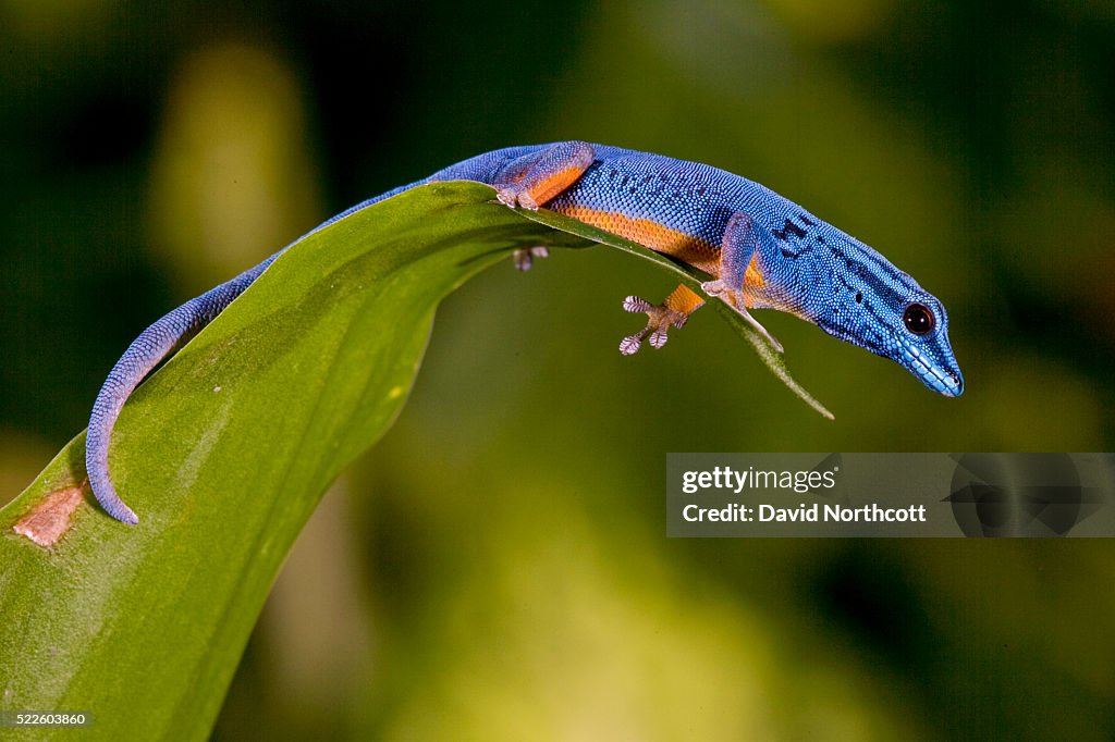 Electric Blue Gecko Male