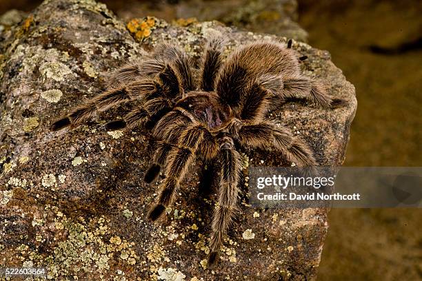 chilean rose hair tarantula - theraphosa blondi stock pictures, royalty-free photos & images