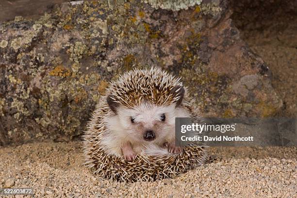 pygmy hedgehog - atelerix albiventris stock pictures, royalty-free photos & images
