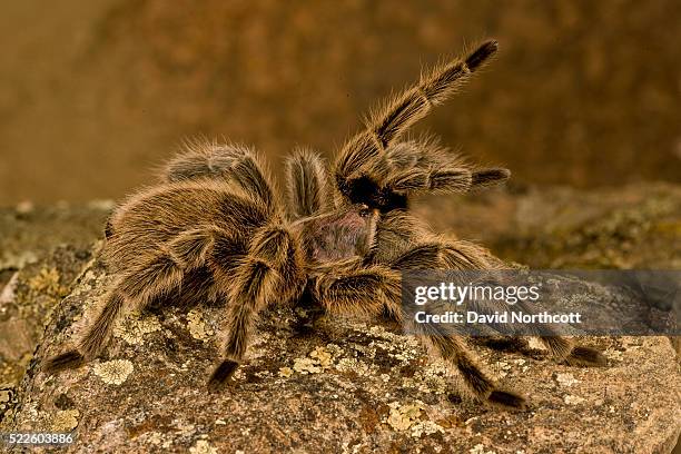 chilean rose hair tarantula - theraphosa blondi stock pictures, royalty-free photos & images