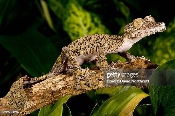 giant leaf tail gecko - uroplatus fimbriatus stock-fotos und bilder