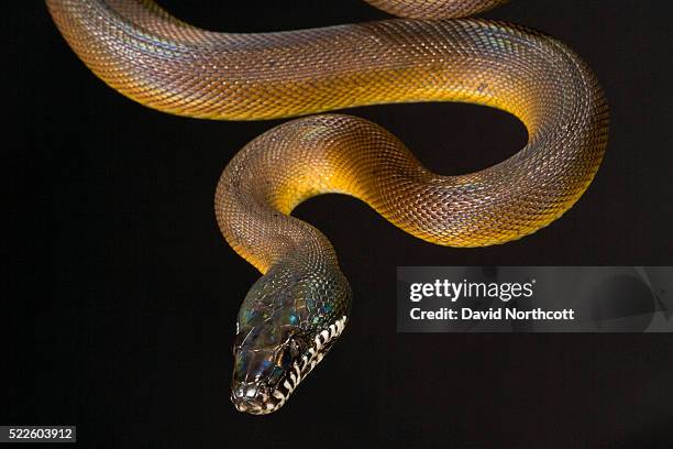 Albert D Photos and Premium High Res Pictures - Getty Images