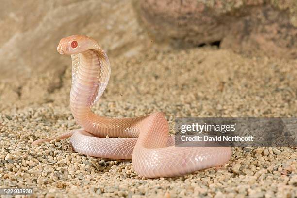 albino monacled cobra - albino stockfoto's en -beelden