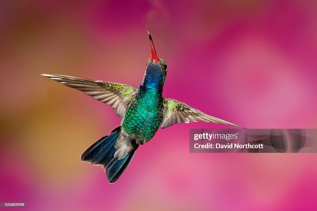 Male Broad-Billed Hummingbird