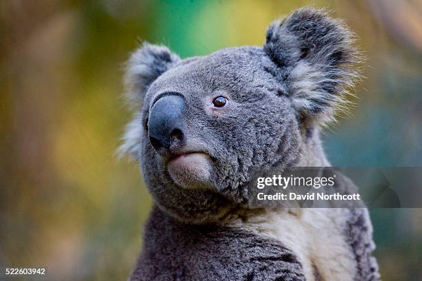 koala - coala stock pictures, royalty-free photos & images