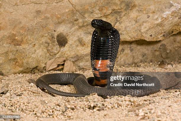 banded spitting cobra - cobra ストックフォトと画像