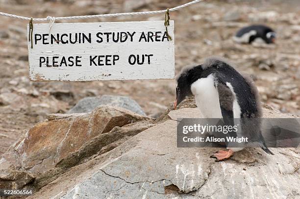 Penguin Sign Penguin Sign ストックフォトと画像 - Getty Images