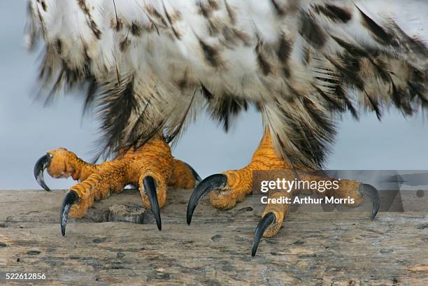 talons of an eagle - carnivorous stock pictures, royalty-free photos & images