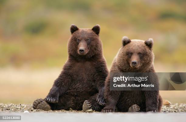 brown bears sitting together - brown bear fotografías e imágenes de stock