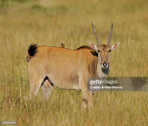 eland and yellow-billed oxpecker - yellow billed oxpecker stock pictures, royalty-free photos & images