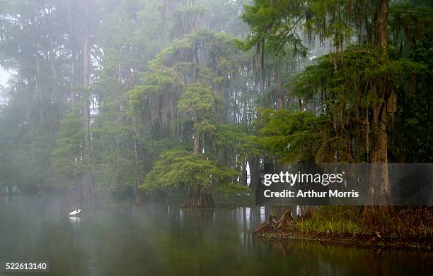 great egret in foggy cypress swamp - swamp stock pictures, royalty-free photos & images