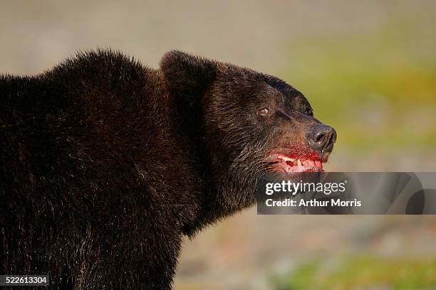 snarling brown bear after eating salmon - intimidation stock pictures, royalty-free photos & images